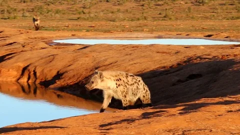 Spotted Hyenas Stock Footage 78179739