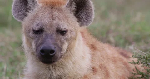 Spotted Hyena's head lying down in green savannah Stock Footage 314797744