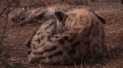 Spotted Hyenas resting Stock Footage 8568570