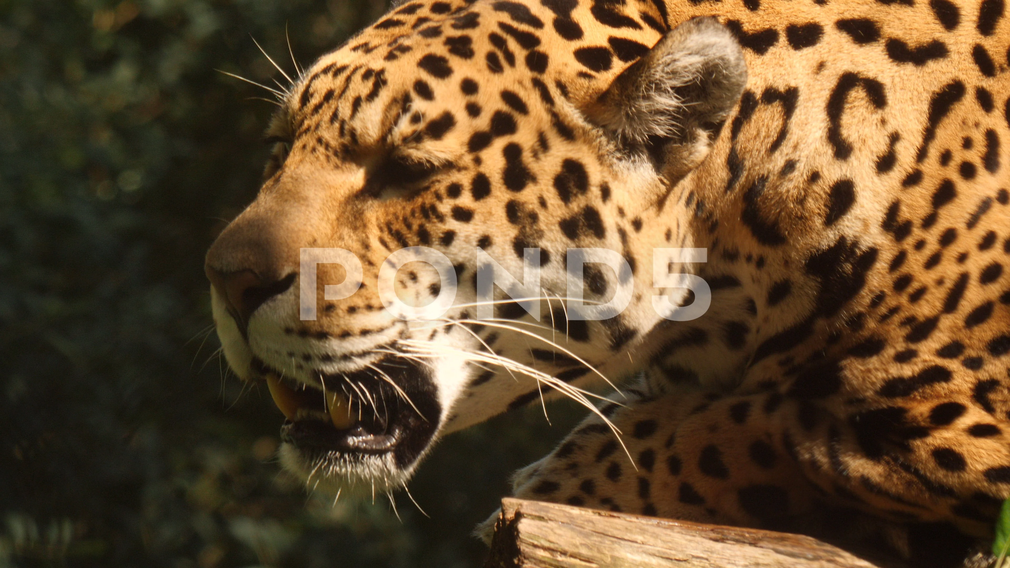 jaguar growl