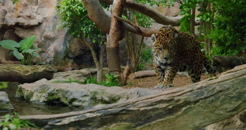 Spotted jaguar walk inside jungle forest on fallen tree trunk. Wild mammal Stock Footage 200593158