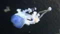 Spotted Jellyfish closeup tracking blue illumination rotating tank HD Footage