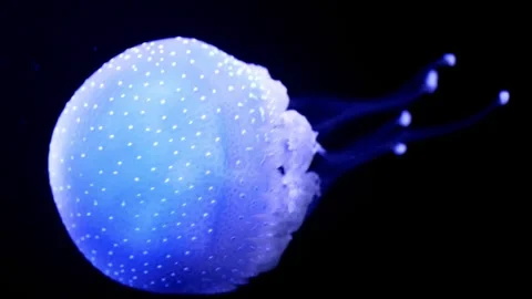 Spotted jellyfish floating gracefully on black background in 4K Stock Footage 315646111