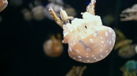 Spotted Jellyfish Stock Footage 45935589