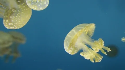 Spotted Jellyfish Video stock 91521607