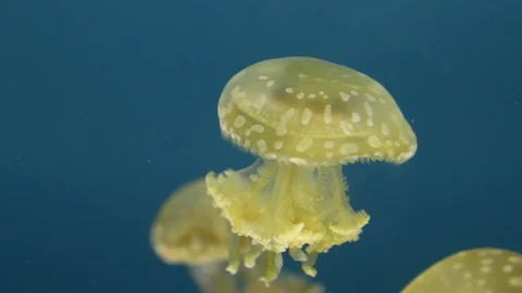 Spotted Jellyfish Stock Footage 91522280