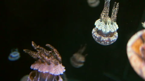 Spotted Jellyfish Group Video stock 45935850