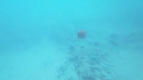 Spotted Jellyfish Underwater Stock Footage 317919786