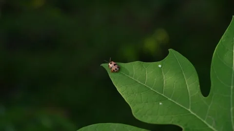 A spotted ladybird is on a leaf Stock Footage 270256508