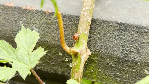 Spotted Ladybug Climbs a Green Plant Stem Next to a Dark Textured Wall Stock Footage 335899081