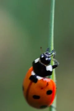 Spotted ladybug crawling up grass Stock Photos