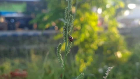 Spotted ladybug Stock Footage 157350676