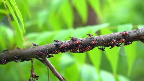 Spotted Lanterfly Nymphs on Sumac Tree Stock Footage