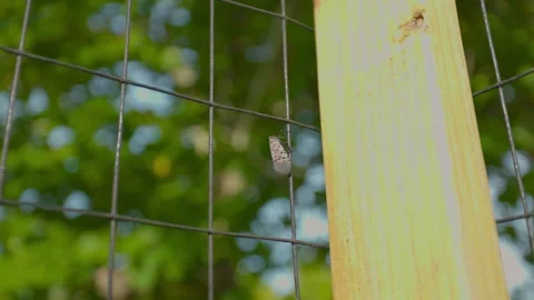 Spotted Lantern Fly Climbing Garden Fence Stock Footage 323286002