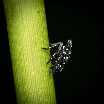 Spotted Lantern Fly Nymph Stock Photos