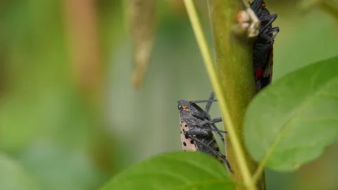 Spotted Lanternflies on Tree Stock Footage 205095920
