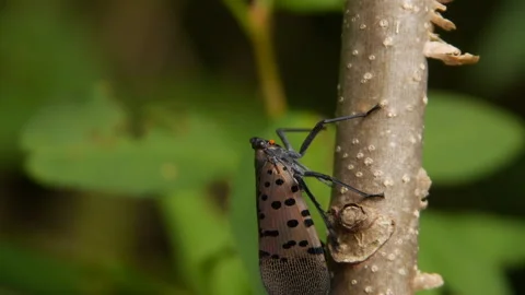 Spotted Lanternfly Climbing Tree, Stops 스톡 동영상 205095921