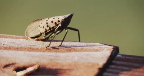 A Spotted Lanternfly insect moves on a w... | Stock Video | Pond5