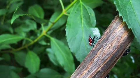 Spotted Lanternfly Nymph (Late Stage) on Thick Vine in Suburban Pennsylvania Stock Footage 246513253