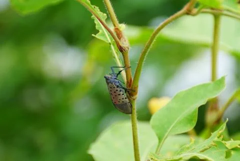 A spotted lanternfly on a plant Stock Photos