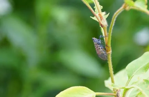 A spotted lanternfly on a plant Stock Photos