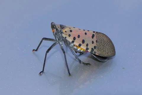 Spotted Lanternfly sitting on a grey surface Stock Photos
