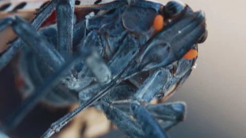 Spotted Lanternfly Super hyper extreme closeup Vídeo Stock 314916153