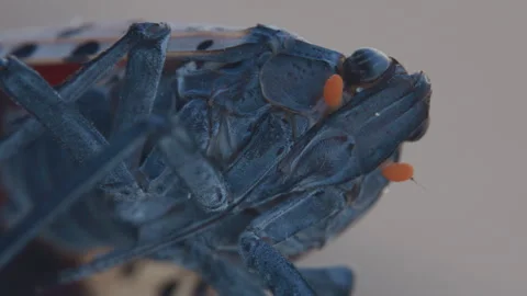 Spotted Lanternfly super macro closeup Vídeo Stock 314916195