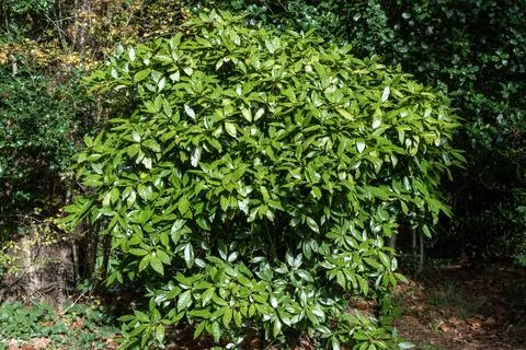 Spotted laurel Stock Photos