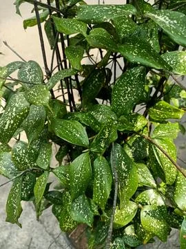 Spotted Laurel Plant Stock Photos