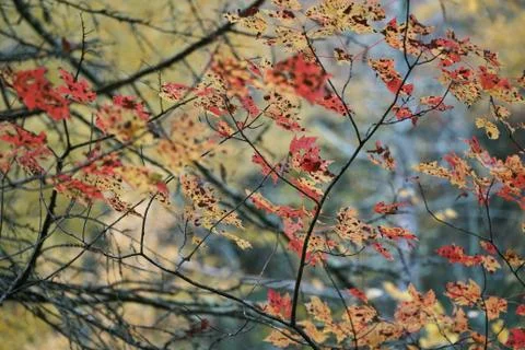 Spotted Leaves Foto stock