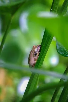 The spotted-legged tree frog, or Brauer's tree frog, hides on a green stem. Stock-Fotos