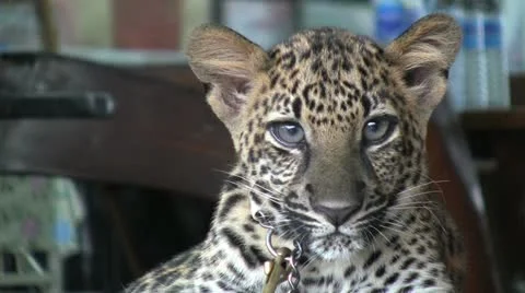 Spotted Leopard Cub 스톡 동영상 12323750