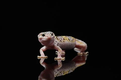 Spotted leopard eublefar on a black background on a snag Stock Photos