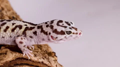 Spotted Leopard Gecko Resting on a Textured Tree Bark Surface Stock Footage 328273151