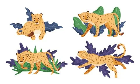Spotted Leopard Having Rest Near Tropical Foliage Vector Illustrations Set Stock Illustration
