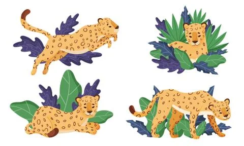 Spotted Leopard Having Rest Near Tropical Foliage Vector Illustrations Set 스톡 일러스트