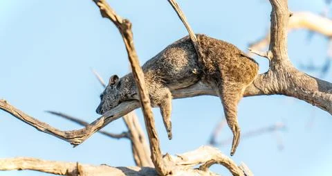 Spotted Leopard Lying on Branches Stock Photos