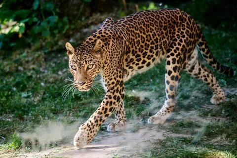 Spotted leopard prowling on grassy ground looking forward, Bratislava Zoo, Br Stock Photos