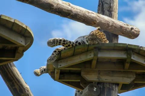 Spotted Leopard Resting Stock Photos