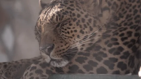 Spotted leopard sleeping in the sun Stock Footage 89539021