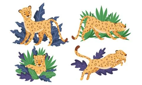 Spotted Leopard in Standing and Jumping Pose Vector Set 스톡 일러스트