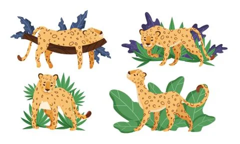 Spotted Leopard in Standing Pose and Lying on Tree Branch Vector Set 스톡 일러스트
