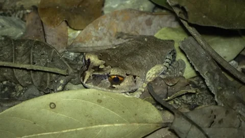 Spotted Litter Frog, Malaysia Stock Footage 287356323