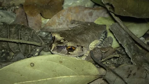 Spotted Litter Frog, Malaysia Stock Footage 287356904