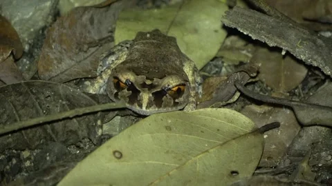 Spotted Litter Frog, Malaysia Stock Footage 287357558