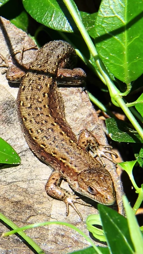 Spotted lizard crawling across green leaves on stump Video stock 316379021