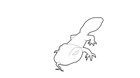 Spotted lizard icon animation Stock Footage 161043648