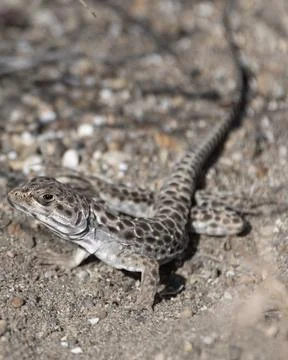 Spotted lizard moving along sandy terrain in a natural habitat during dayligh Stock Photos