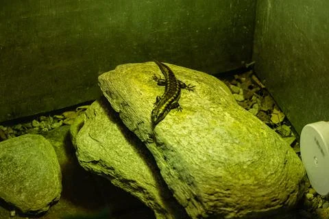 Spotted Lizard Resting Under Warm Terrarium Light Foto stock